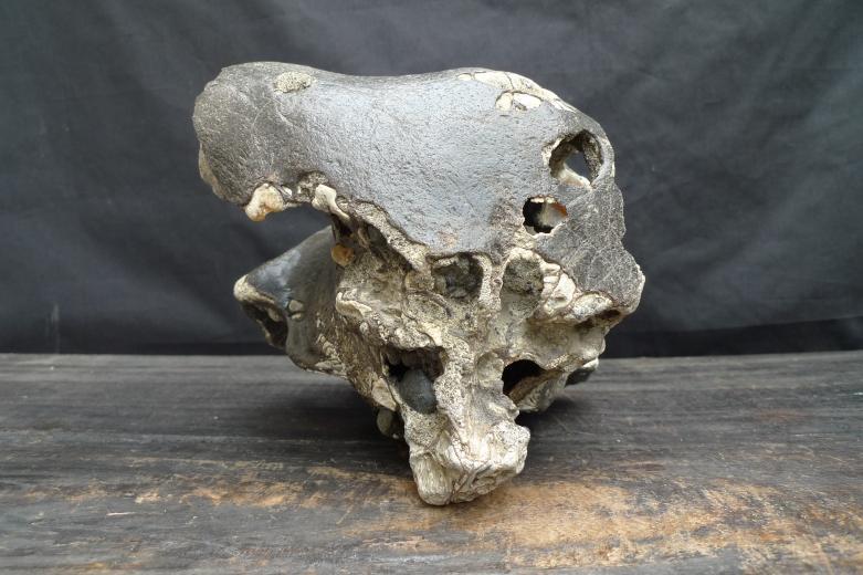 FOSSILS ANCIENT BUFFALO Skull & Antler Fossil Sulawesi Organic Remains Relic