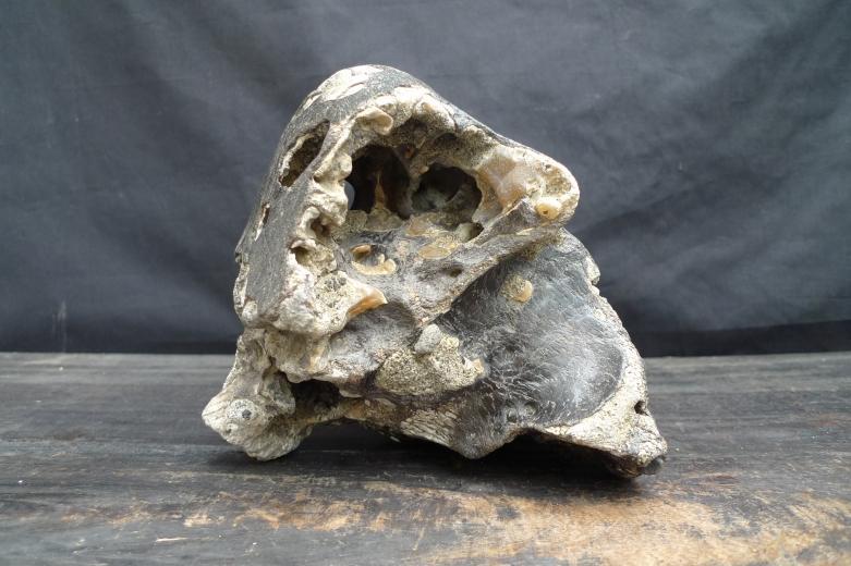 FOSSILS ANCIENT BUFFALO Skull & Antler Fossil Sulawesi Organic Remains Relic