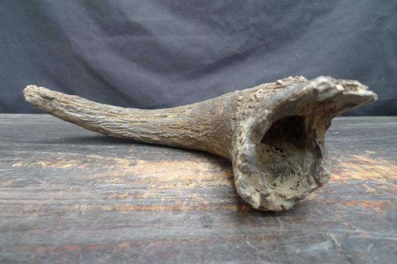 FOSSILS ANCIENT BUFFALO Skull & Antler Fossil Sulawesi Organic Remains Relic