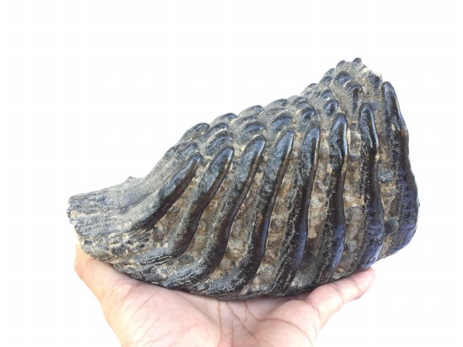 AMAZING GLAZED 4.8 lb STEGODON / MASTADON TEETH Fossil Fossils Prehistoric