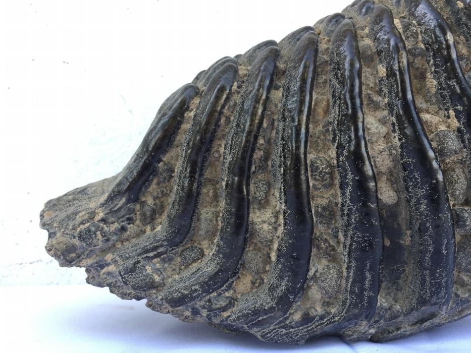 AMAZING GLAZED 4.8 lb STEGODON / MASTADON TEETH Fossil Fossils Prehistoric