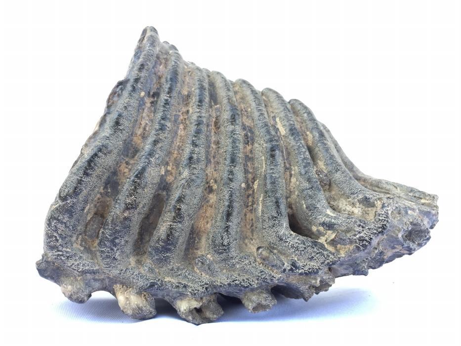 AMAZING GLAZED 4.8 lb STEGODON / MASTADON TEETH Fossil Fossils Prehistoric