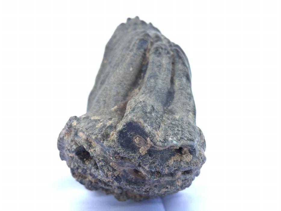 AMAZING GLAZED 4.8 lb STEGODON / MASTADON TEETH Fossil Fossils Prehistoric
