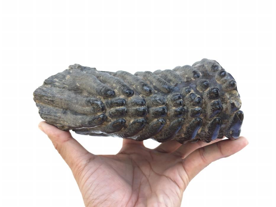 AMAZING GLAZED 4.8 lb STEGODON / MASTADON TEETH Fossil Fossils Prehistoric