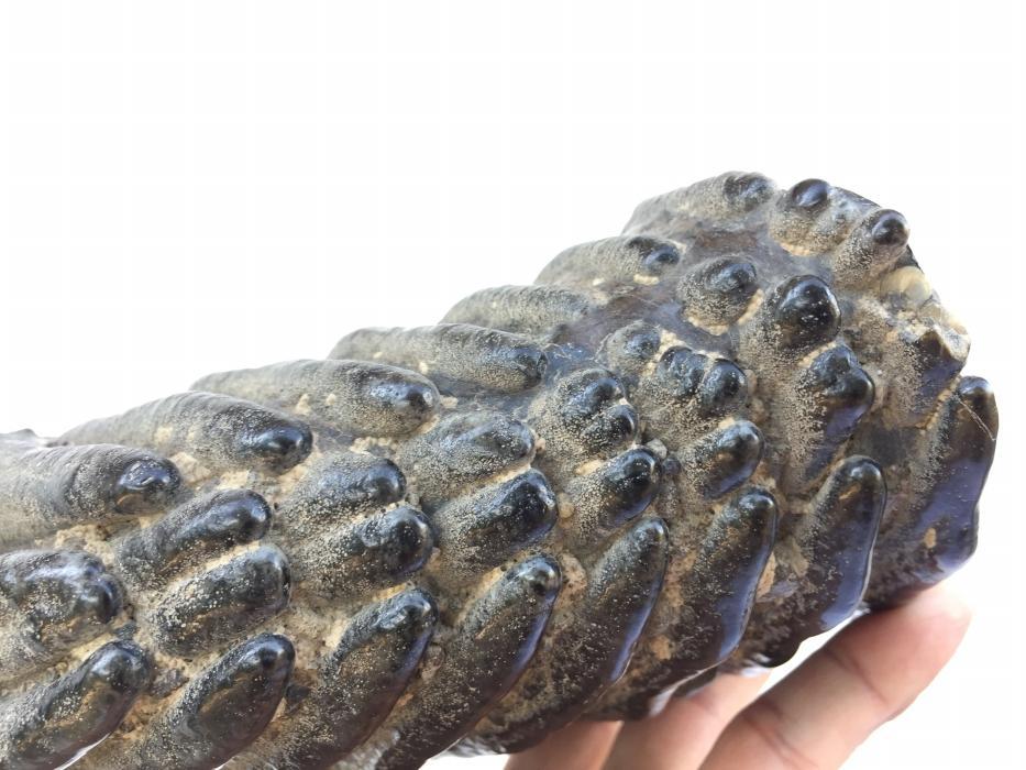 AMAZING GLAZED 4.8 lb STEGODON / MASTADON TEETH Fossil Fossils Prehistoric