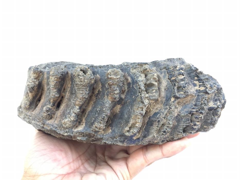 AMAZING GLAZED 4.8 lb STEGODON / MASTADON TEETH Fossil Fossils Prehistoric