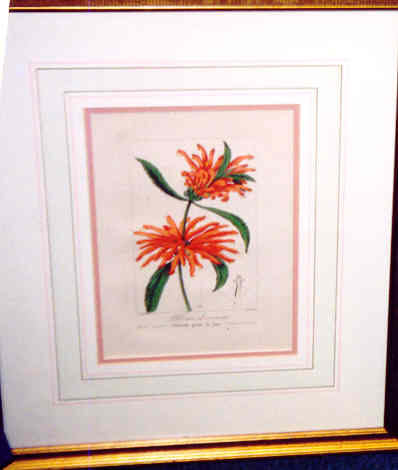 4 Handcolored Engravings