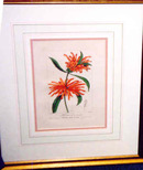 4 Handcolored Engravings