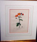 4 Handcolored Engravings