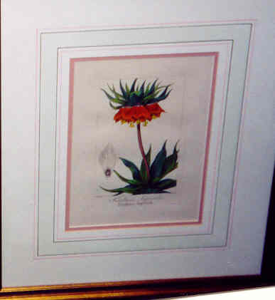 4 Handcolored Engravings