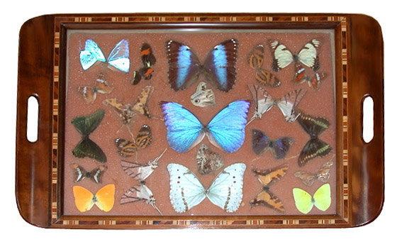 81.6453 Set of 5 Art Deco Walnut Decending Trays w/Decorated Inlaid Butterflies
