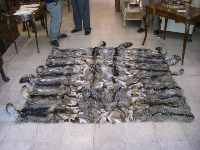 7081 Gray Fox Skin Rug