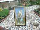 BARN OWL BY HUTCHINGS