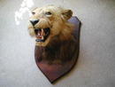 BLACK MANED LION HEAD ON SHIELD