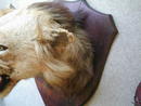 BLACK MANED LION HEAD ON SHIELD