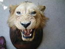 BLACK MANED LION HEAD ON SHIELD