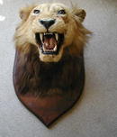 BLACK MANED LION HEAD ON SHIELD