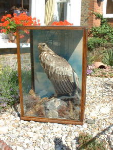 Large Eagle in case.