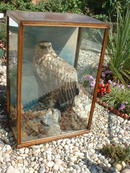 Large Eagle in case.