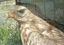 Large Eagle in case.