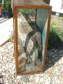 Large Eagle in case.