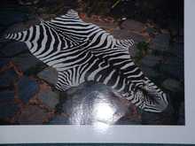 LARGE ZEBRA SKIN