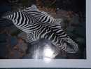 LARGE ZEBRA SKIN