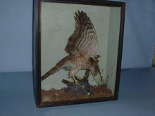 Sparrow Hawk with Coal Tit