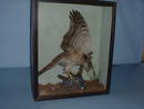 Sparrow Hawk with Coal Tit