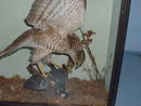 Sparrow Hawk with Coal Tit