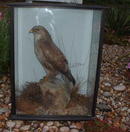 Buzzard in Case.