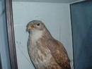 Buzzard in Case.