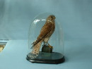 Kestrel under Dome