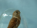 Kestrel under Dome