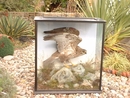 TAXIDERMY OF BUZZARD.
