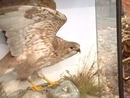 TAXIDERMY OF BUZZARD.