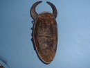 SENUFO MASK .