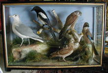 LARGE MIXIED TAXIDERMY CASE OF BIRDS.
