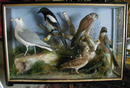 LARGE MIXIED TAXIDERMY CASE OF BIRDS.