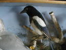 LARGE MIXIED TAXIDERMY CASE OF BIRDS.
