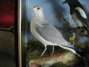 LARGE MIXIED TAXIDERMY CASE OF BIRDS.