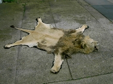 BLACK MANED LION RUG