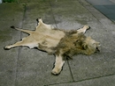 BLACK MANED LION RUG