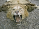 BLACK MANED LION RUG