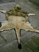 BLACK MANED LION RUG