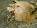 BLACK MANED LION RUG