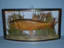 FISH TAXIDERMY OF CHUBB