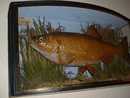 FISH TAXIDERMY OF CHUBB