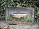 STUFFED TROUT IN GLASS CASE