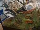 TXIDERMY TWO DUCKS AND PAIR KINGFISHERS